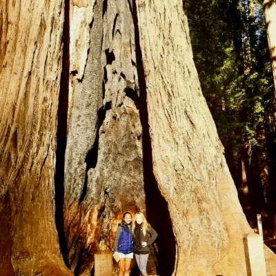 Arbor Day Guide For Traveling Nurses