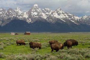 travel nurse jobs in wyoming