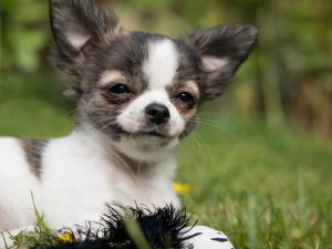 chihuahua-dog-puppy-baby-play-young-wallpaper-preview