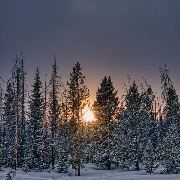 surviving winter assignments